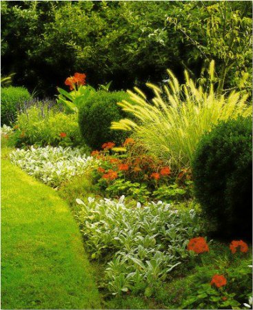 Декоративные кустарники для сада - красивое оформление ландшафта (фото)
